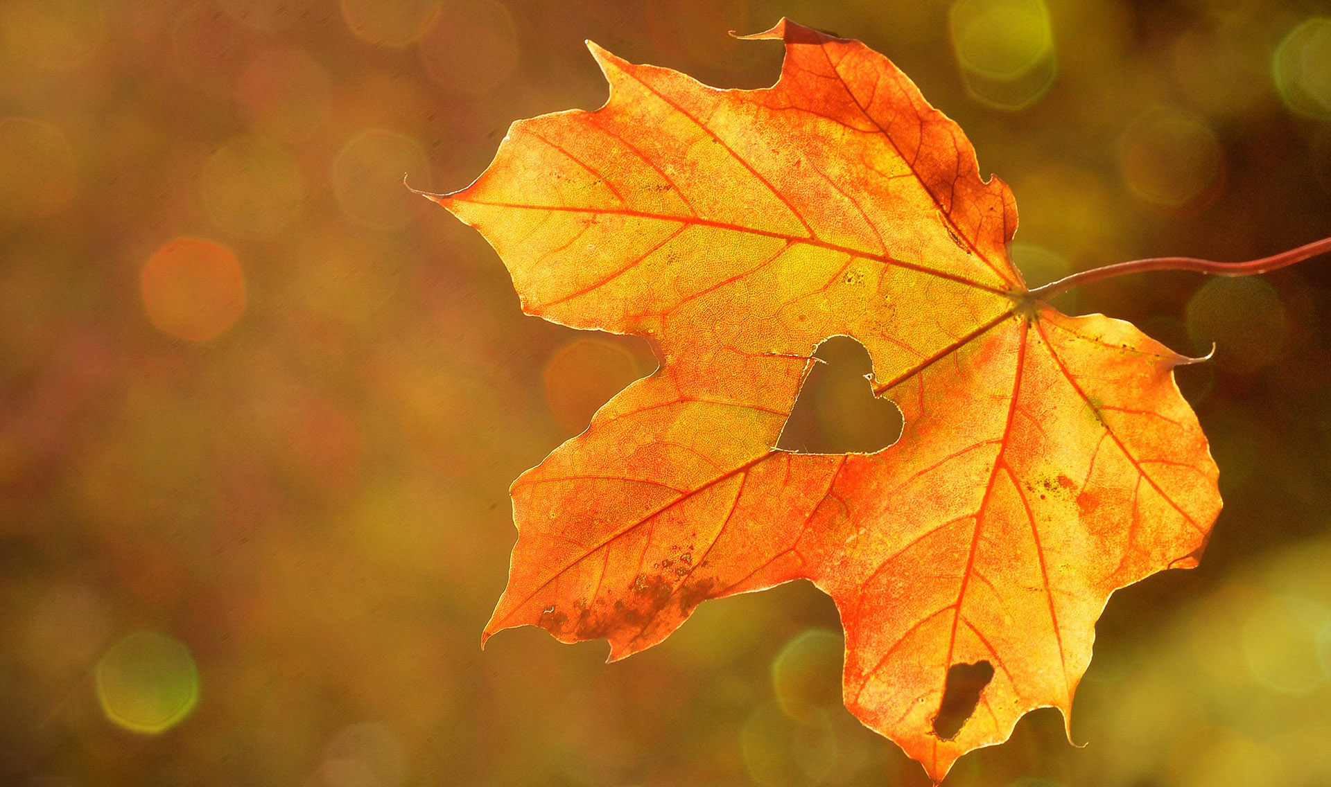 Höstlöv. Foto: Pixabay.