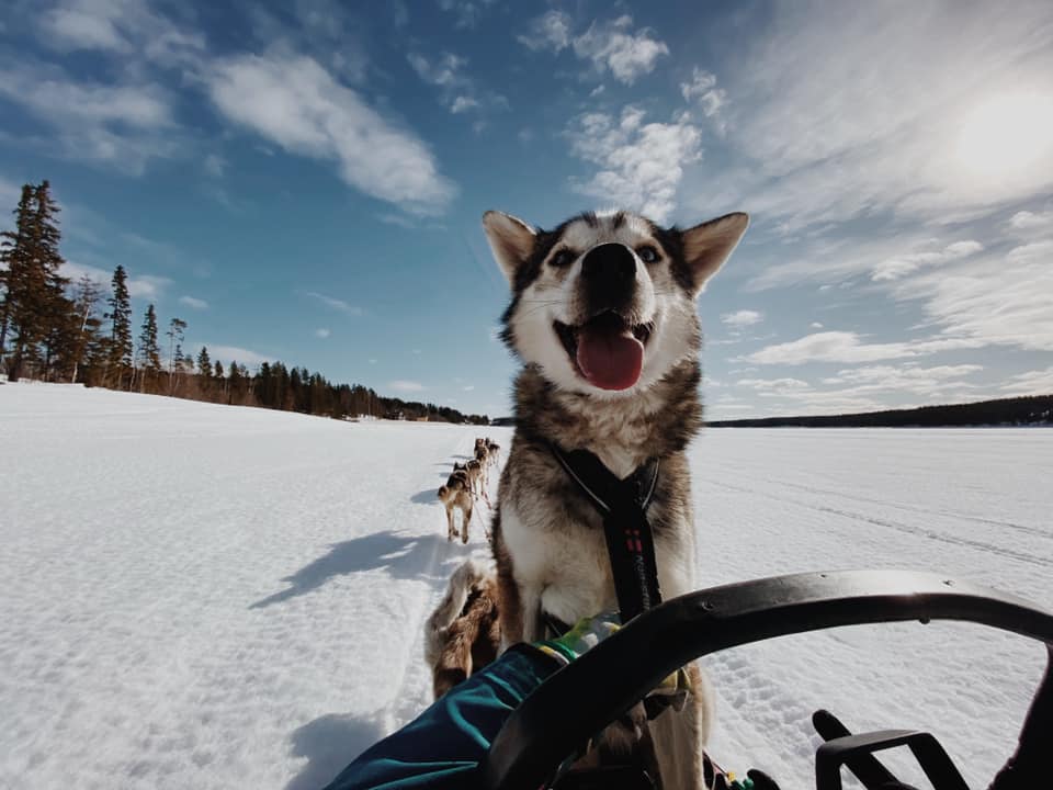 En slädhund som kollar in i kameran ute på en snötäckt is.