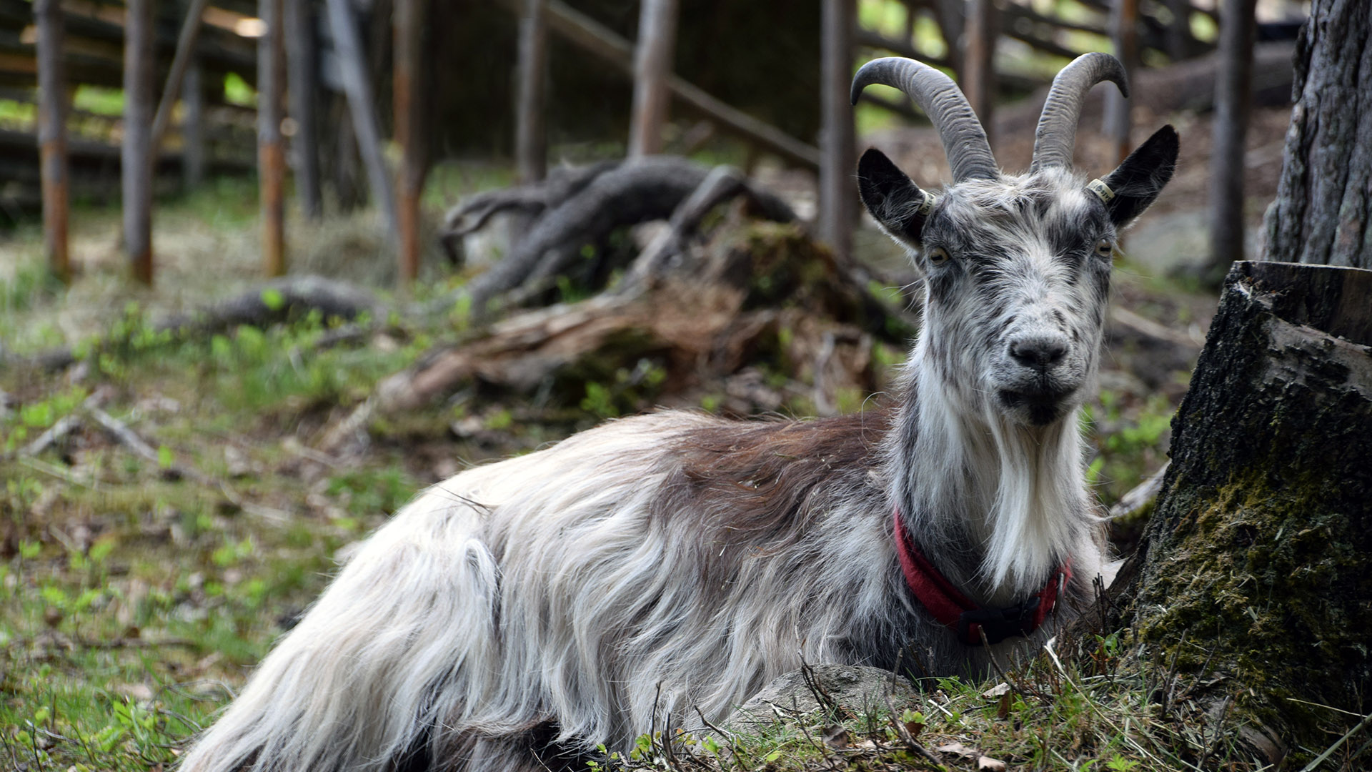 Lappget. Foto: Norra Berget.