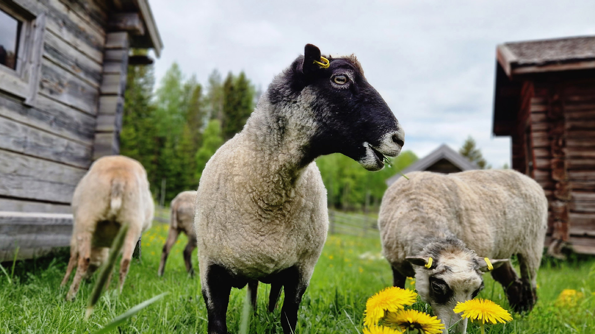 Åsenfår som betar i gröngräset. Foto: Norra Berget.