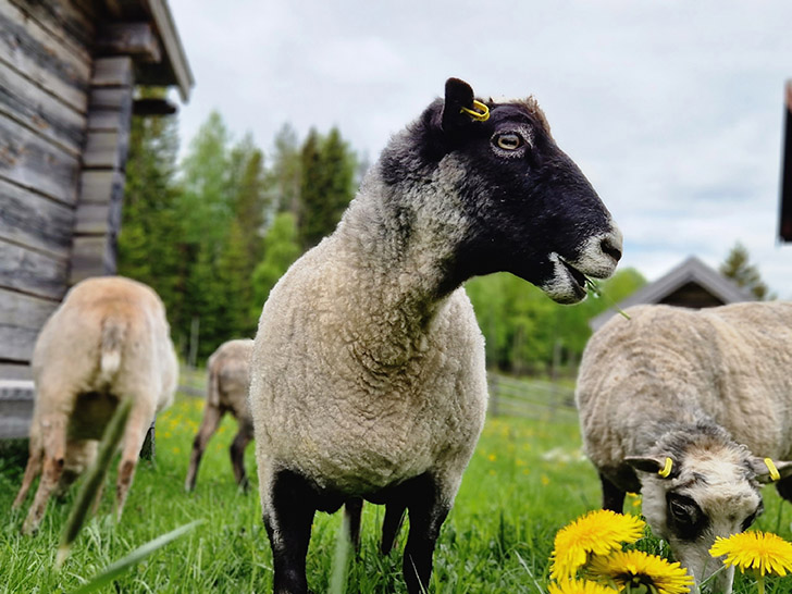 Åsenfår som betar i gröngräset. Foto: Norra Berget.