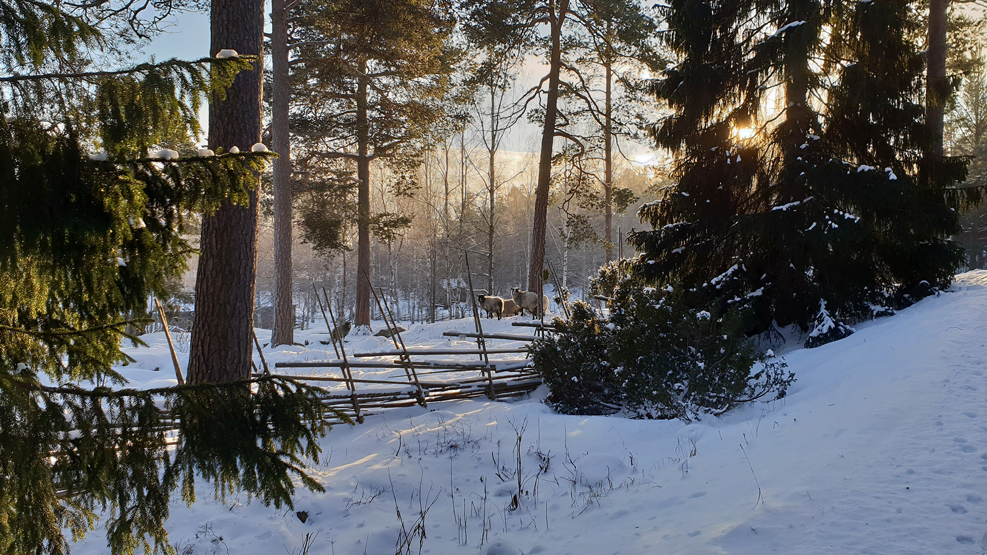 Får i snöig skogsmiljö. Foto: Norra Berget.