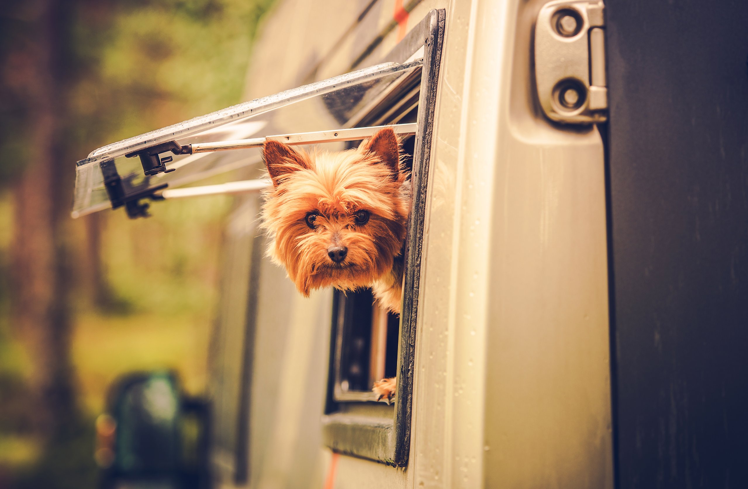 En liten hund kikar ut genom fönster på en husbil