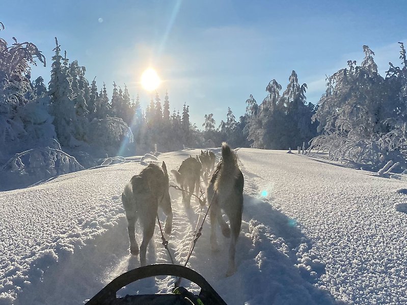 Fotografi av hundar som drar en släde i snön. 