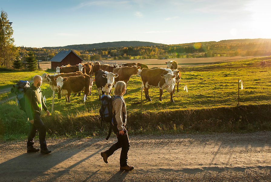 Bild av två personer som går på en grusväg, bakom dem står flera kor i en hage.