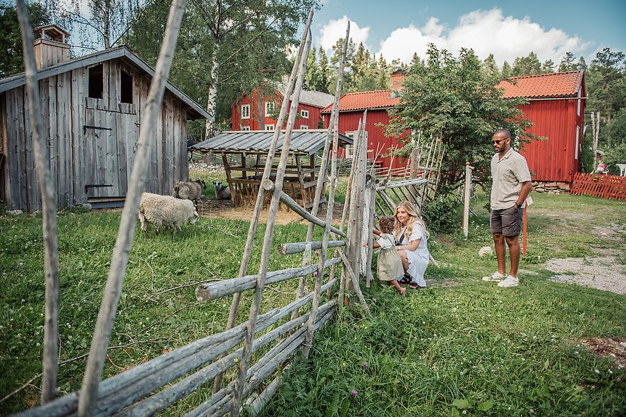 Familj står framför gärsgård och kollar på får i hagen.